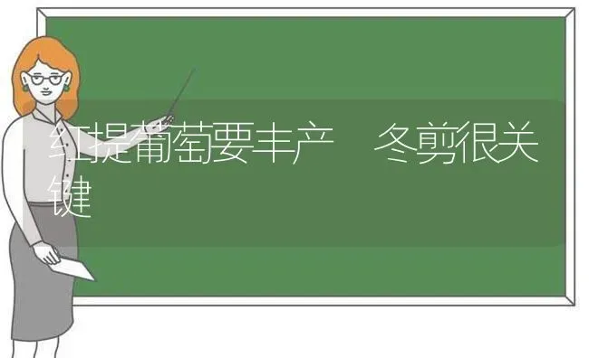 红提葡萄要丰产 冬剪很关键 | 瓜果种植