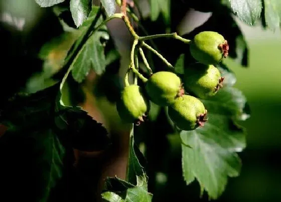 种植管理|山楂树种植时间与生长周期