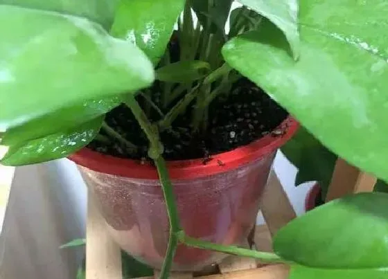 植物施肥|鸡粪可以做花肥吗