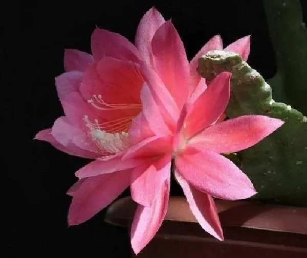 养殖方法|令箭荷花怎么养才开花