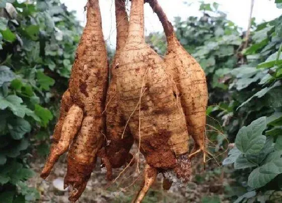 植物百科|葛根开花吗 开花什么样子