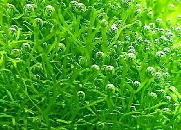养殖方法|慕斯水草怎么长得好