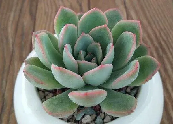 养殖方法|春天多肉植物怎么养才养得又大又肥（养多肉需要注意什么）