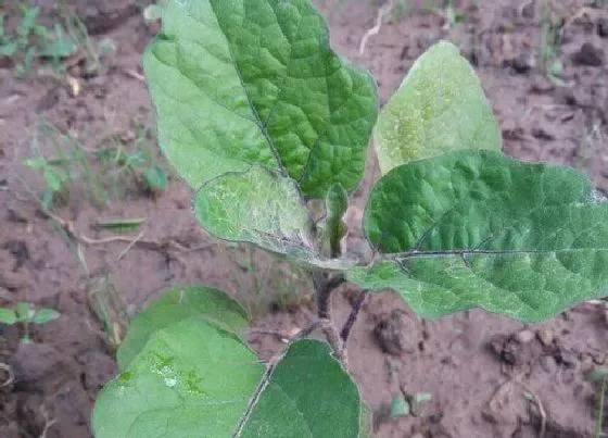 种植管理|茄子打顶时间及方法步骤