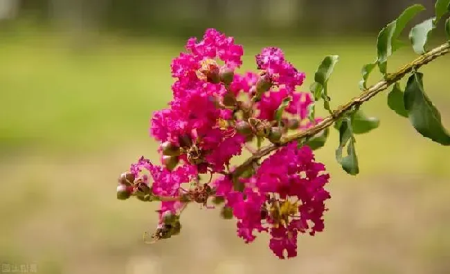 养殖方法|紫藤怎么催花及促花方法（紫薇花怎么养护才开花）