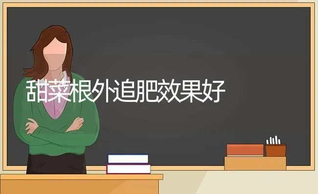 甜菜根外追肥效果好 | 瓜果种植