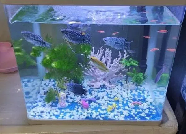 植物浇水|鱼缸的水可以浇花吗