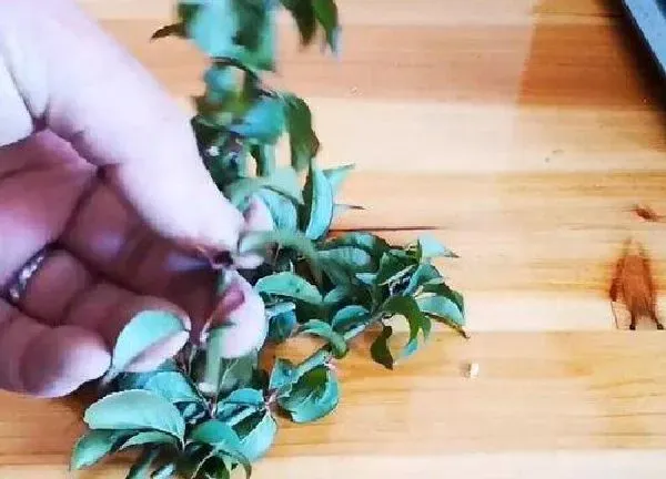 植物扦插|水梅花几月份扦插最好