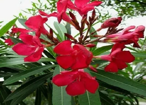 植物百科|夹竹桃属于什么植物类型