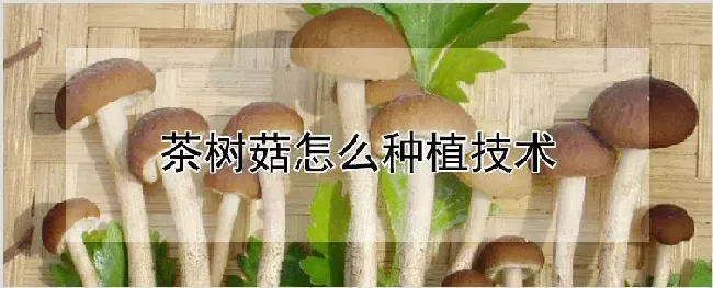 茶树菇怎么种植技术 | 种植技术