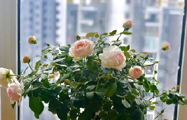 植物百科|斯蒂芬妮古城堡月季优缺点（灌木男爵夫人开花表现）