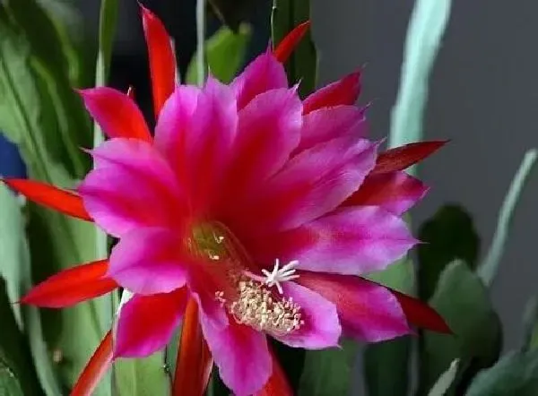 养殖方法|令箭荷花怎么养才开花
