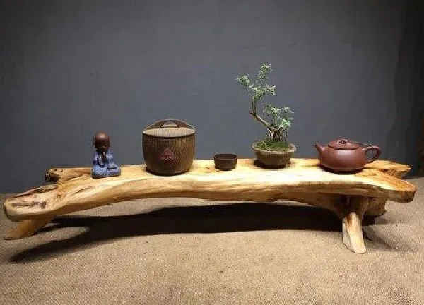 盆景|崖柏盆景栽培技术