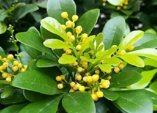 植物浇水|米兰几天浇一次水 春夏秋冬各不同