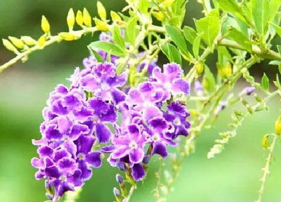花期|蕾丝金露花花期是什么时候