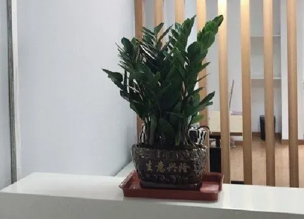 养殖方法|摇钱树怎么养才能更旺盛