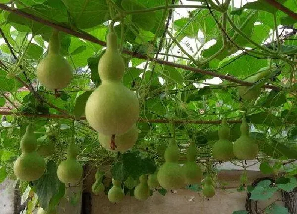 植物浇水|葫芦浇水的正确方法