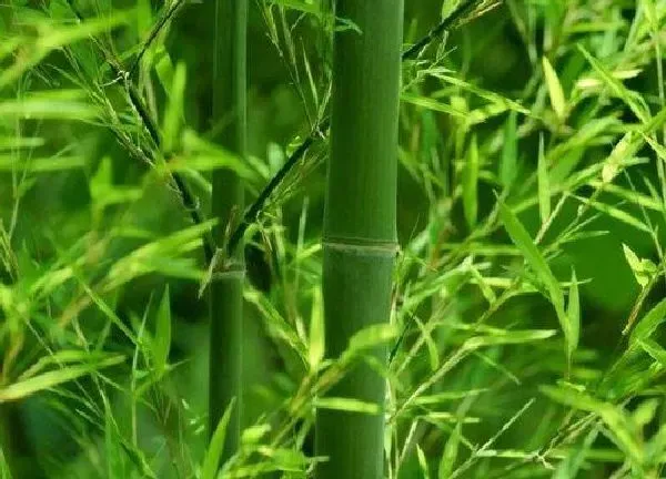 养殖科普|竹子喜水吗 属于喜水植物吗