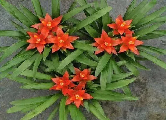 开花时间|鸿运当头什么时候开花  花期是几月份