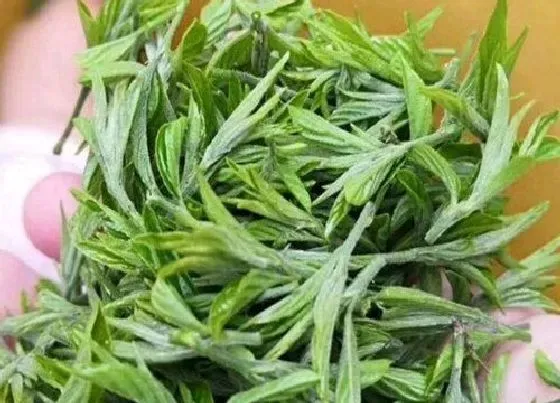 食用常识|野茶属于什么茶叶品种 野生茶有哪些种类，有什么特点