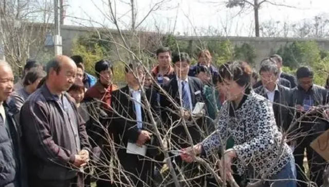 植物修剪|柿子树的修剪方法讲解，柿子树的合理修剪留枝及管理要点）