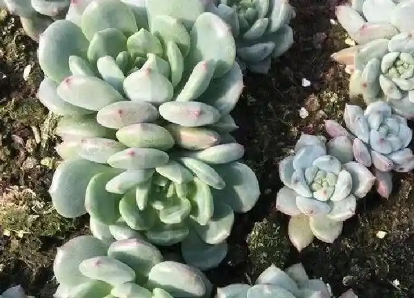 养殖方法|青苹果多肉怎么养长的好