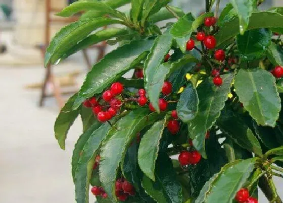 开花时间|腰缠万贯一年开几次花