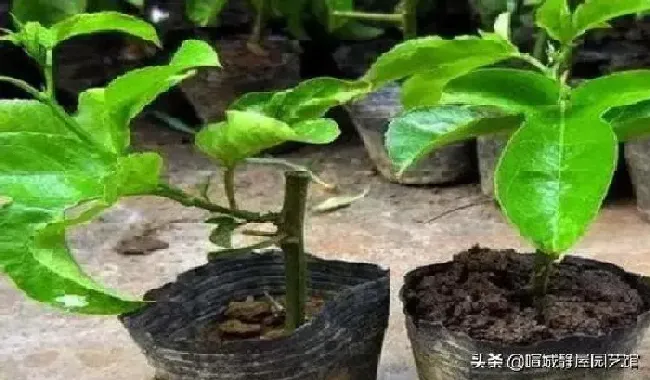 植物扦插|扦插百香果的快速生根方法（只需四步简单完成扦插成活高）