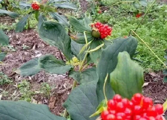 茎部|重楼块茎繁殖与种植方法