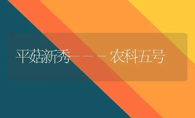 平菇新秀---农科五号 | 食用菌种植