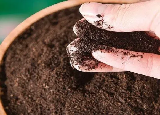 植物施肥|鸡粪可以做花肥吗