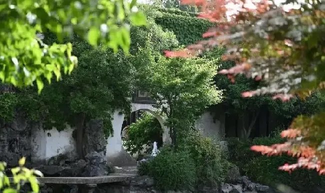 庭院摆放|自家院子里种什么树好（从风水的角度庭院里种什么树好）