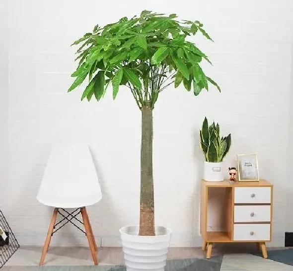 植物移栽|发财树怎么分盆容易成活 掌握正确的分盆时间和