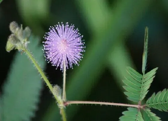 开花时间|含羞草一年开几次花