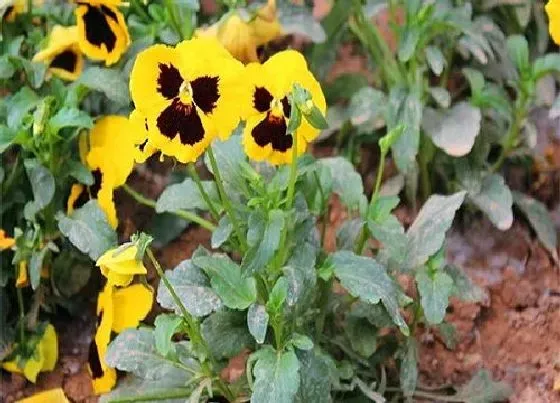 植物播种|三色堇怎么留种子