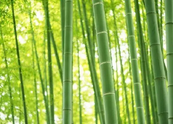 习性特点|竹子的生长习性特点和生长环境条件