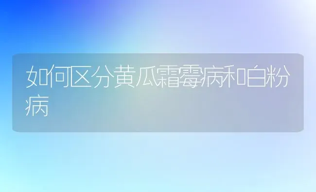 如何区分黄瓜霜霉病和白粉病 | 蔬菜种植