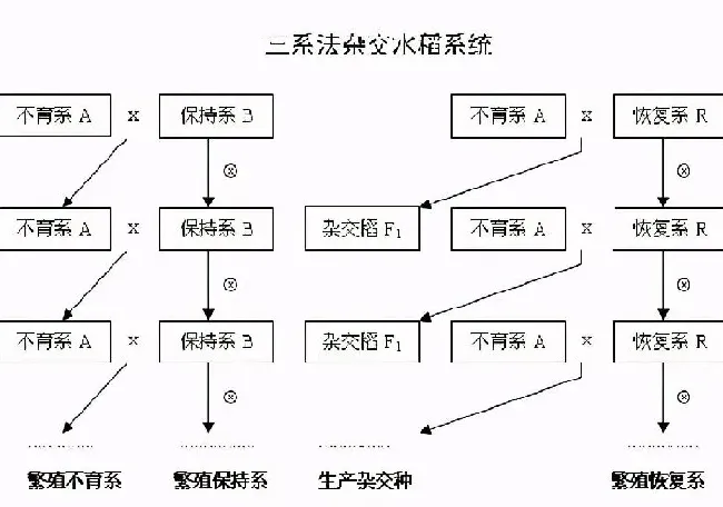 植物百科|杂交水稻是什么意思（中国杂交水稻的地位和影响简介）