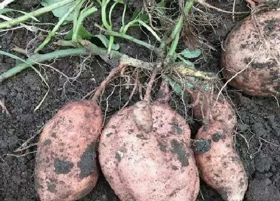 种植管理|红薯几月份种合适