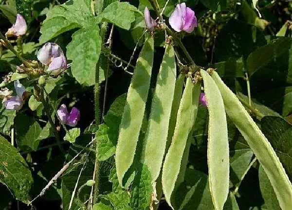 养殖科普|扁豆喜阴还是喜阳光的植物