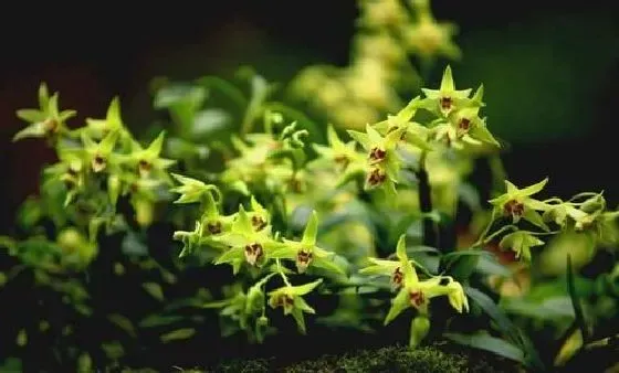 种植方法|铁皮石斛怎么种 种植时间与方法步骤
