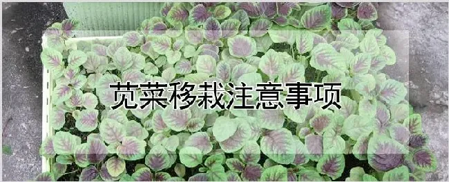 苋菜移栽注意事项 | 种植技术