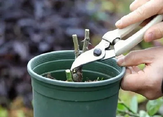 植物修剪|月季花冬天可以剪枝吗