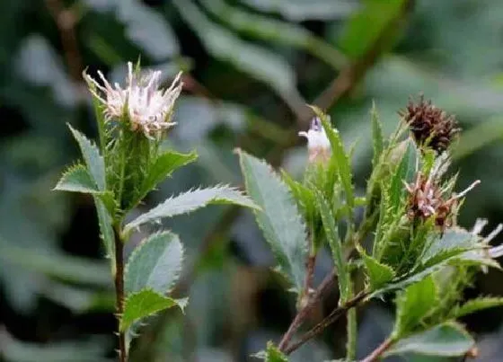 植物播种|柴胡什么时候播种合适