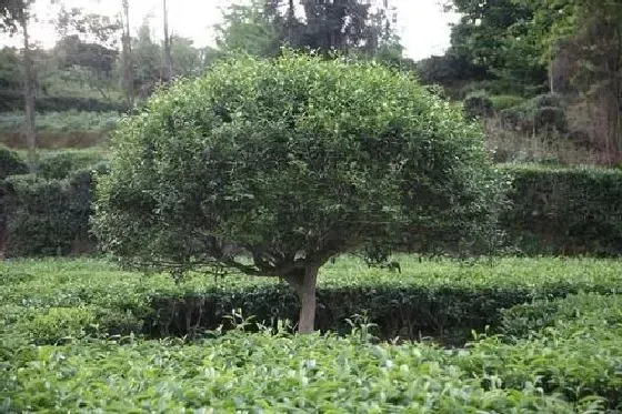 生长环境|茶树的生长环境及特点 适合生长地方的条件