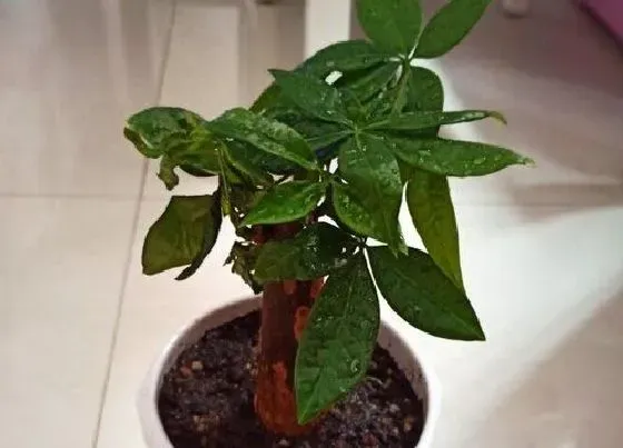 种植位置|家里可以种发财树吗