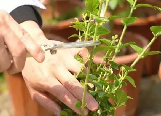 植物修剪|茉莉花夏天可以剪枝吗 怎么修剪好