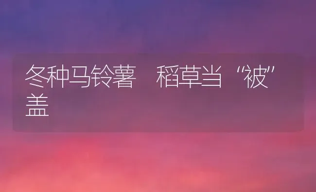 冬种马铃薯 稻草当“被”盖 | 粮油作物种植