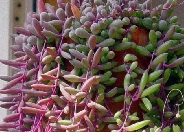 植物扦插|紫弦月叶插多久发芽