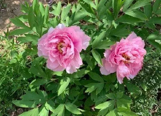 植物百科|木本花卉有哪些品种 常见木本花卉特点及种类名称